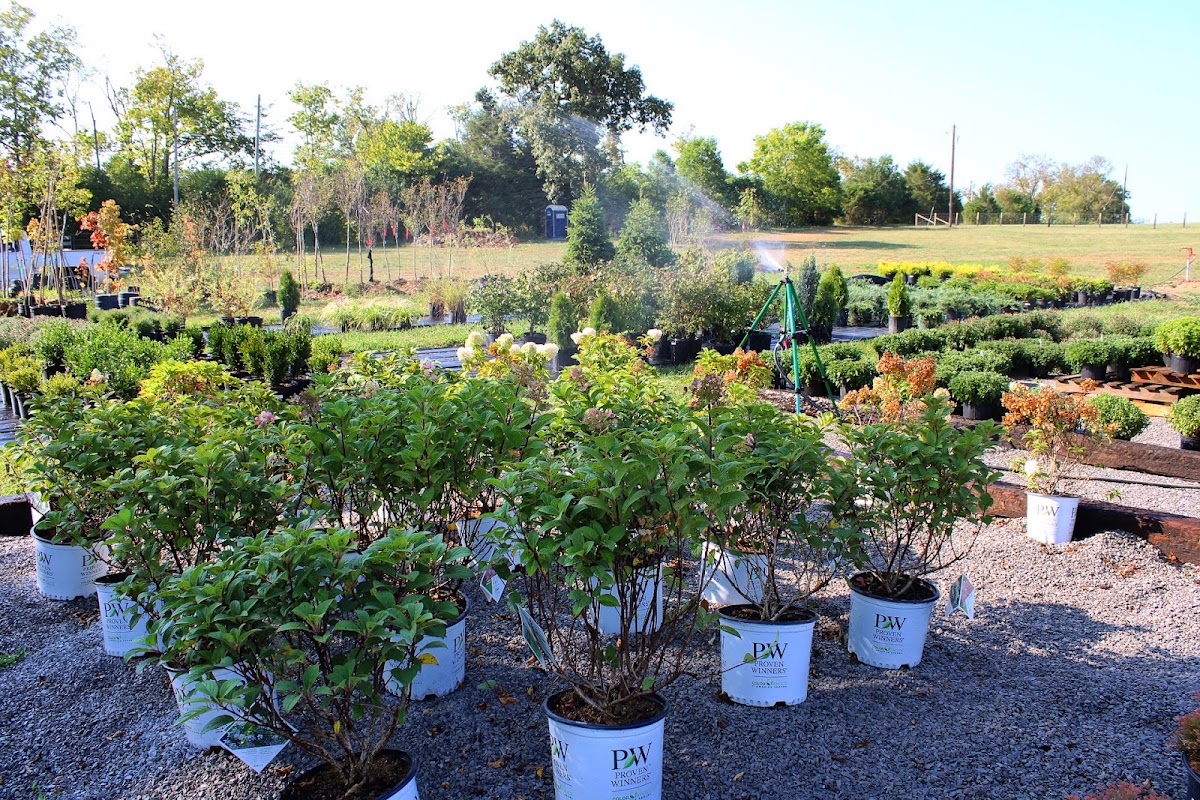 Nelson Lee Tree Farm in Versailles, Kentucky