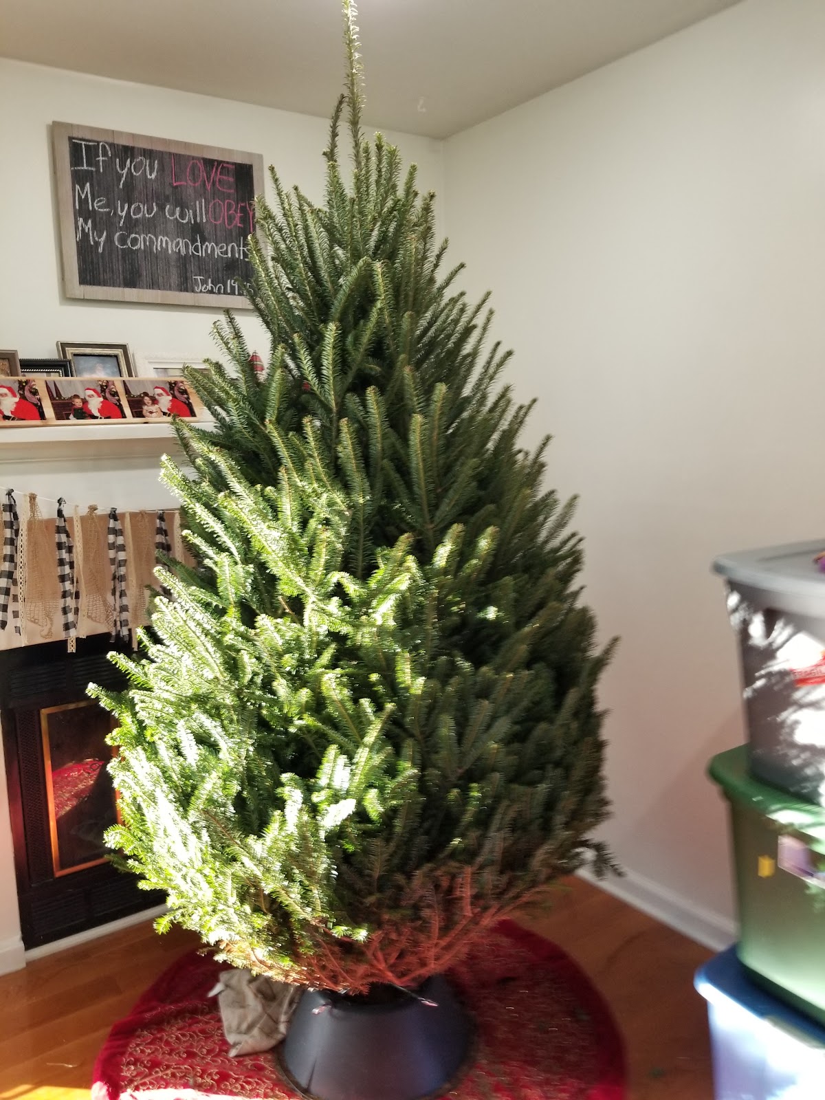 Nelson's Christmas Tree Farm in Fincastle, Virginia