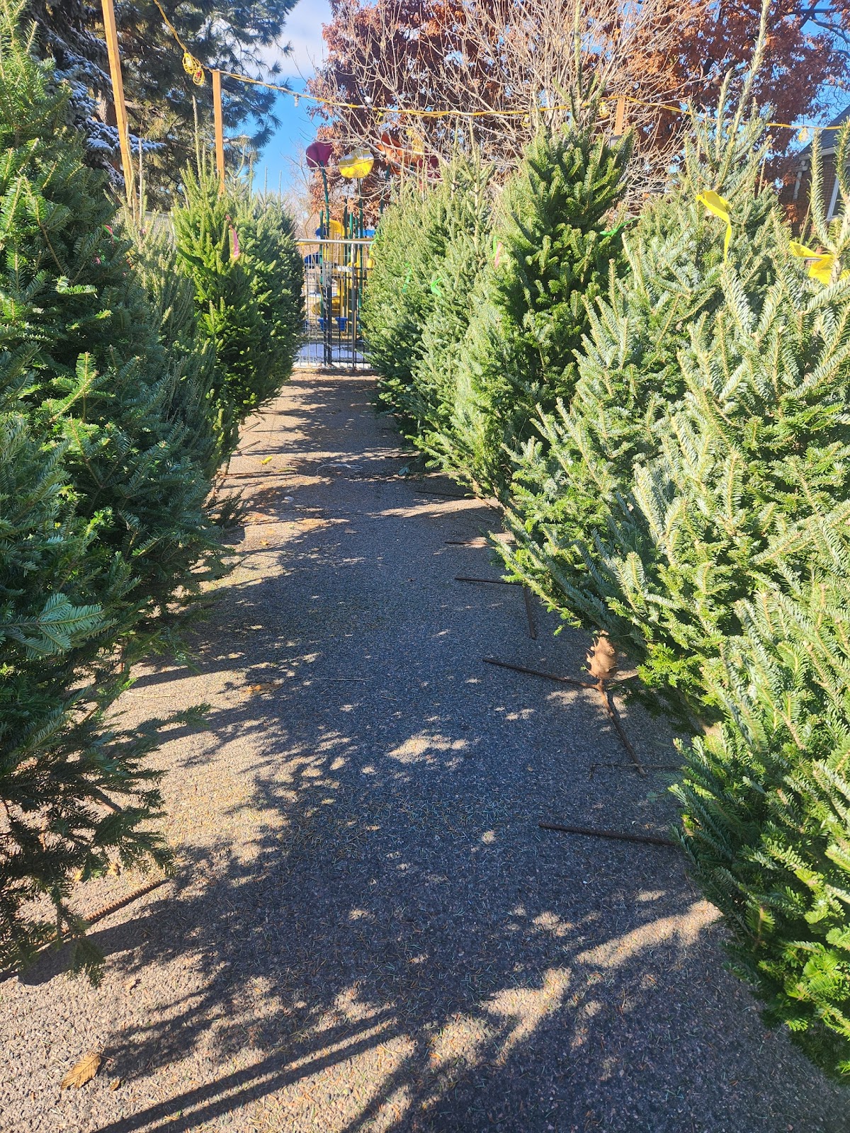 Nermin’s Christmas Tree Lot in Denver, Colorado