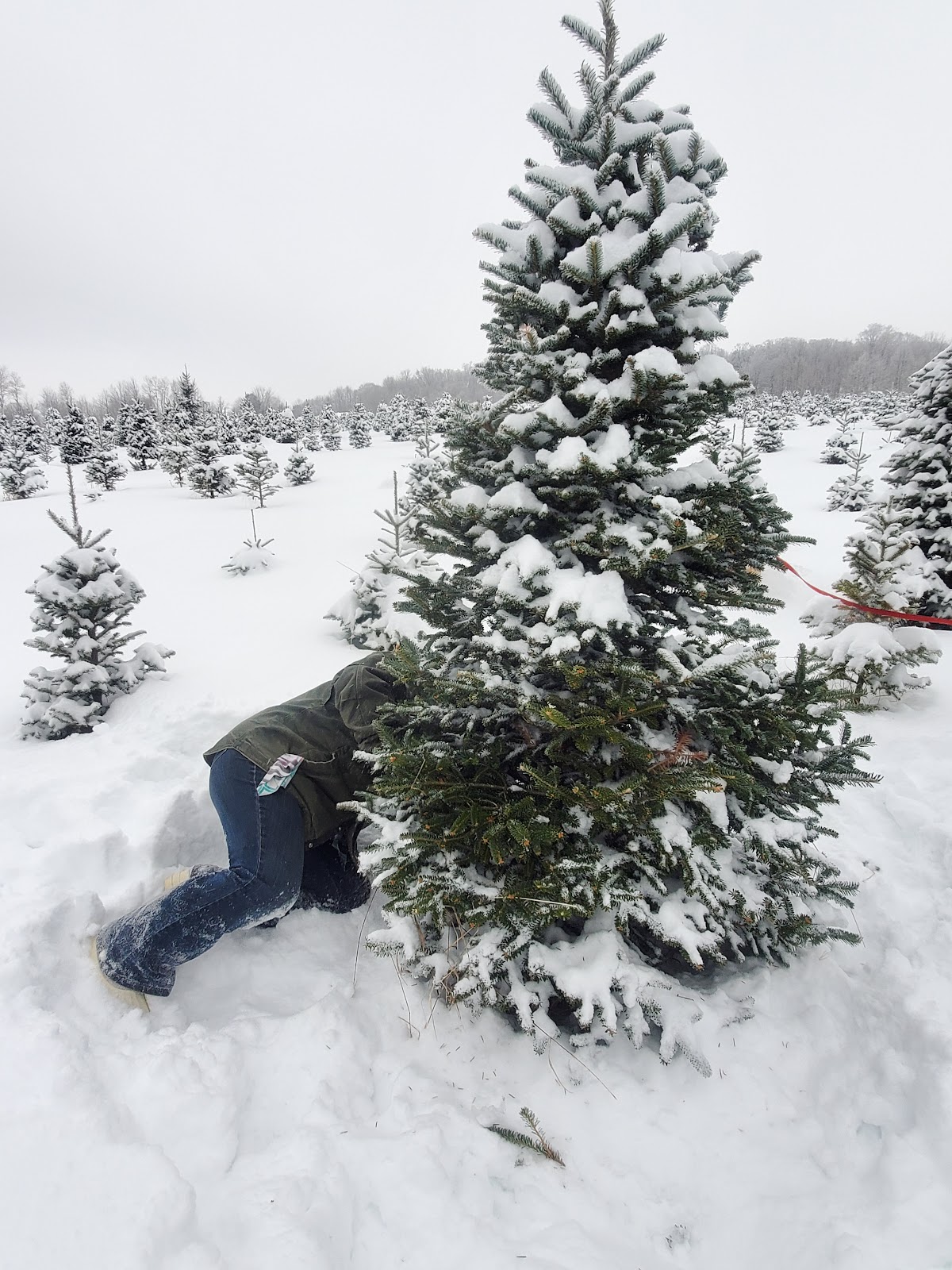 Newby's Evergreen Farms in Wausau, Wisconsin
