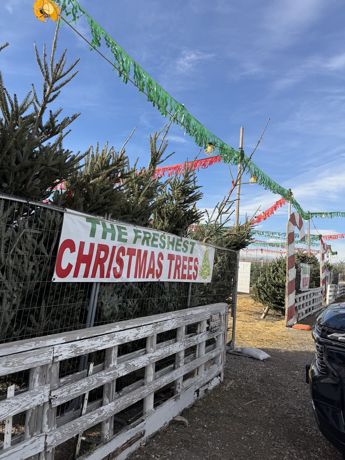 Nice Christmas Trees in Denver, Colorado