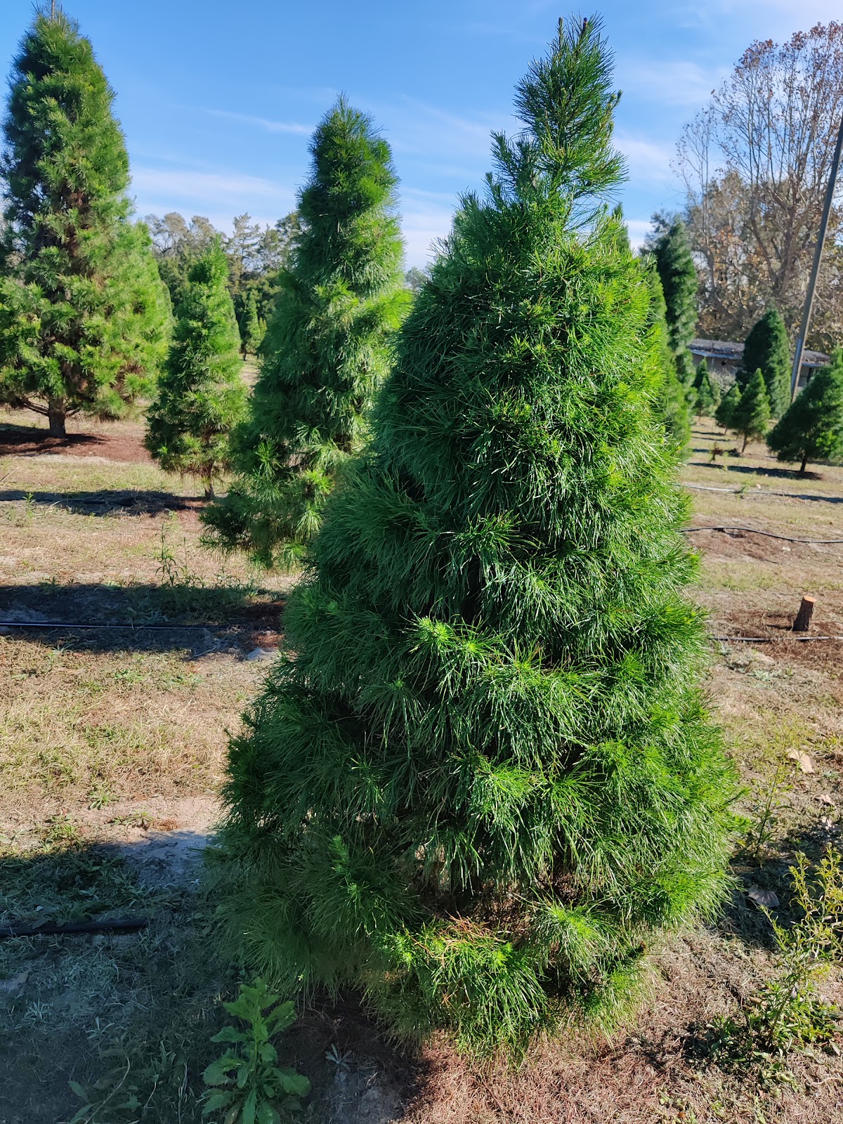 Nicholas's Christmas Tree Farm in Summerfield, Florida