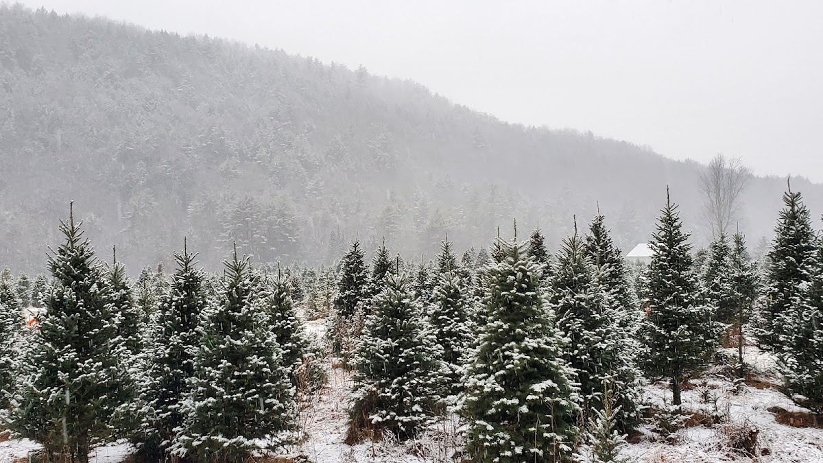 Nichols Christmas Trees (Choose & Cut field - LYME) in Lyme, New Hampshire