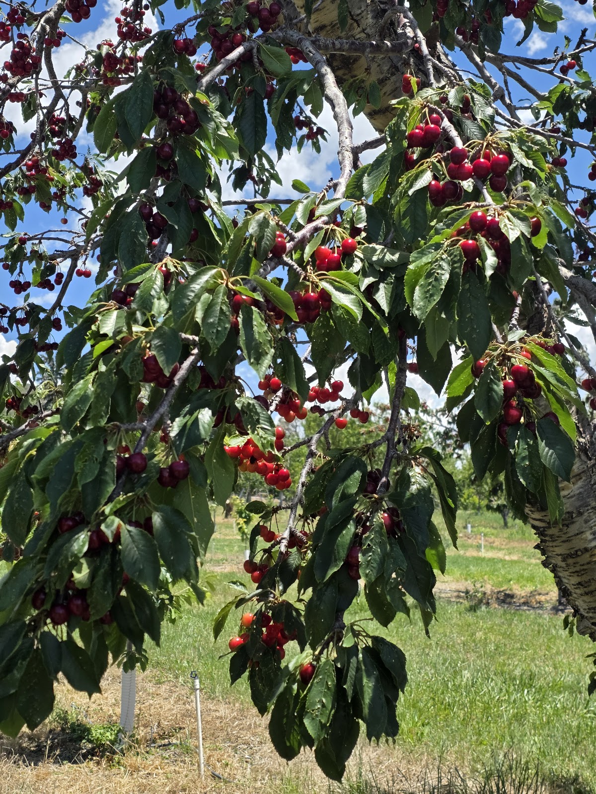 Nichols Ranch and Orchards in La Luz, New Mexico