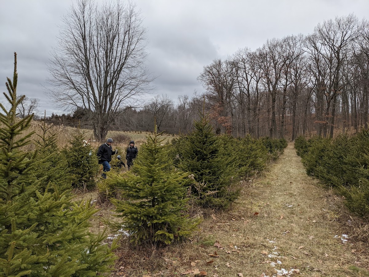 Nicklas Tree Farm in Metamora, Michigan