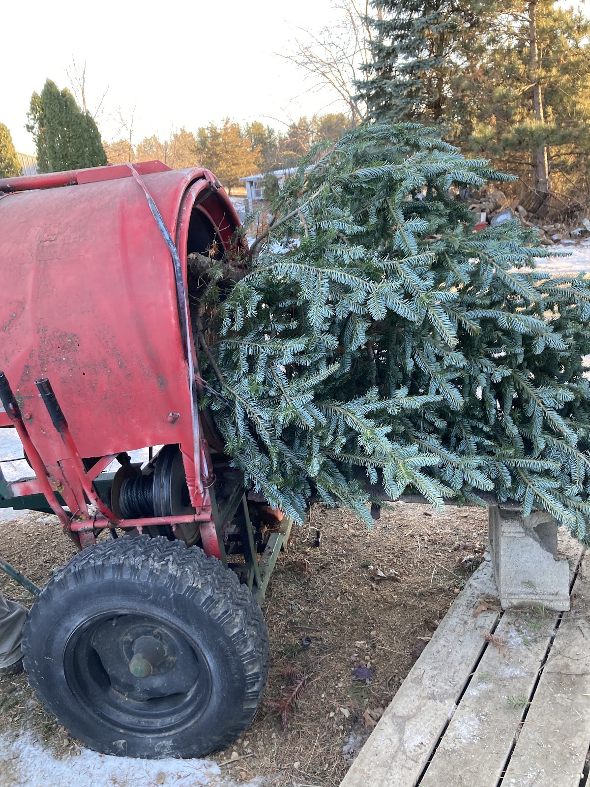 Nielsen Tree Farm & Trnspltng in Kellogg, Minnesota