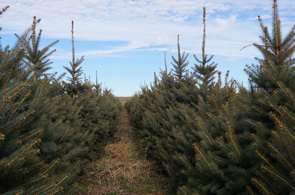 Nielsen Tree Farms in Dodge, Nebraska