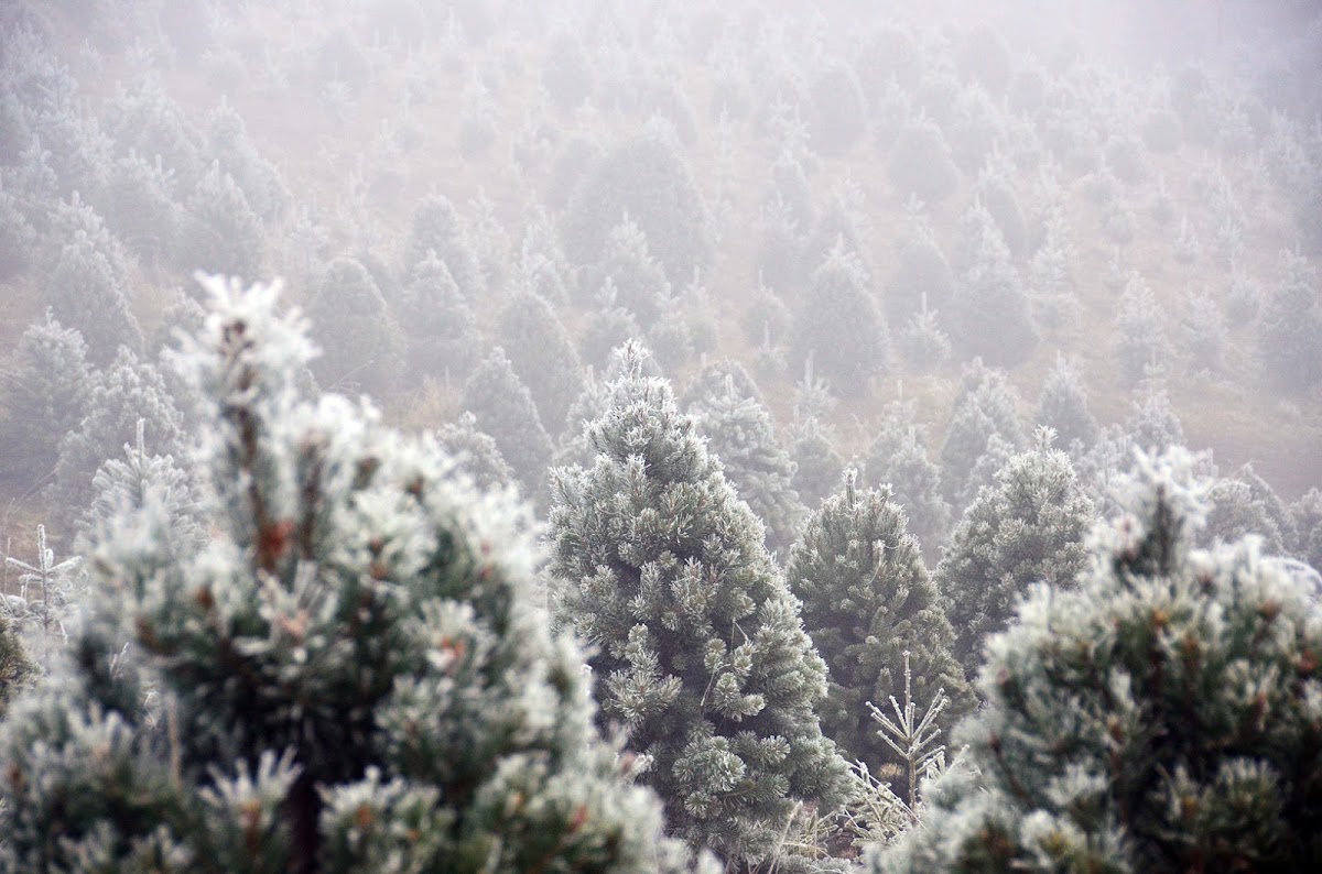 Nieman's Christmas Tree Farm in Lexington, Kentucky
