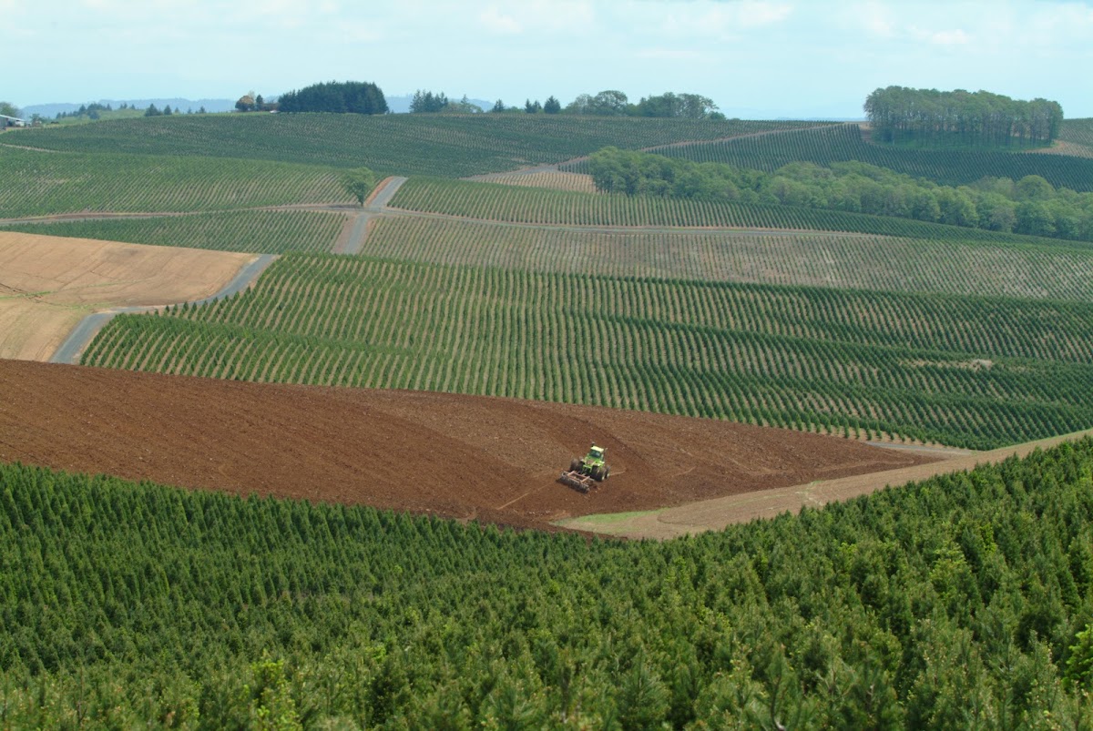 Noble Mountain Tree Farm- Wholesale Only in Salem, Oregon