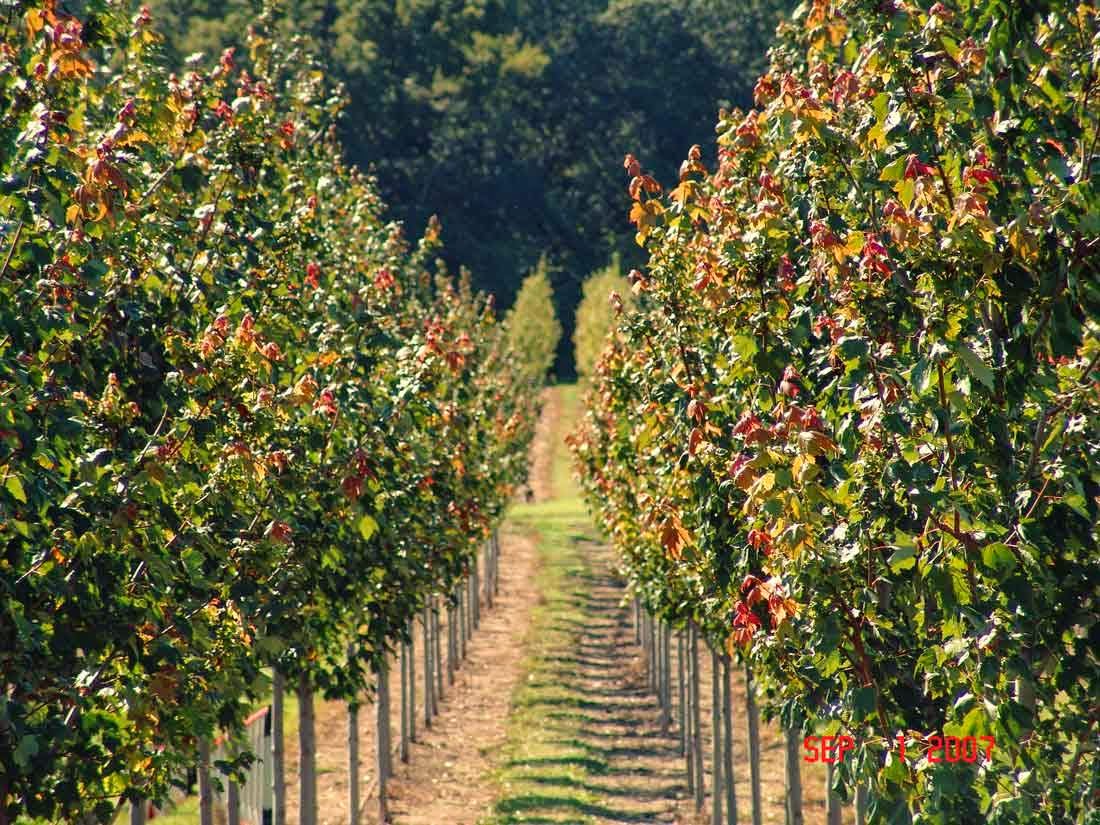 Nodaway Valley Tree Farm in Des Moines, Iowa