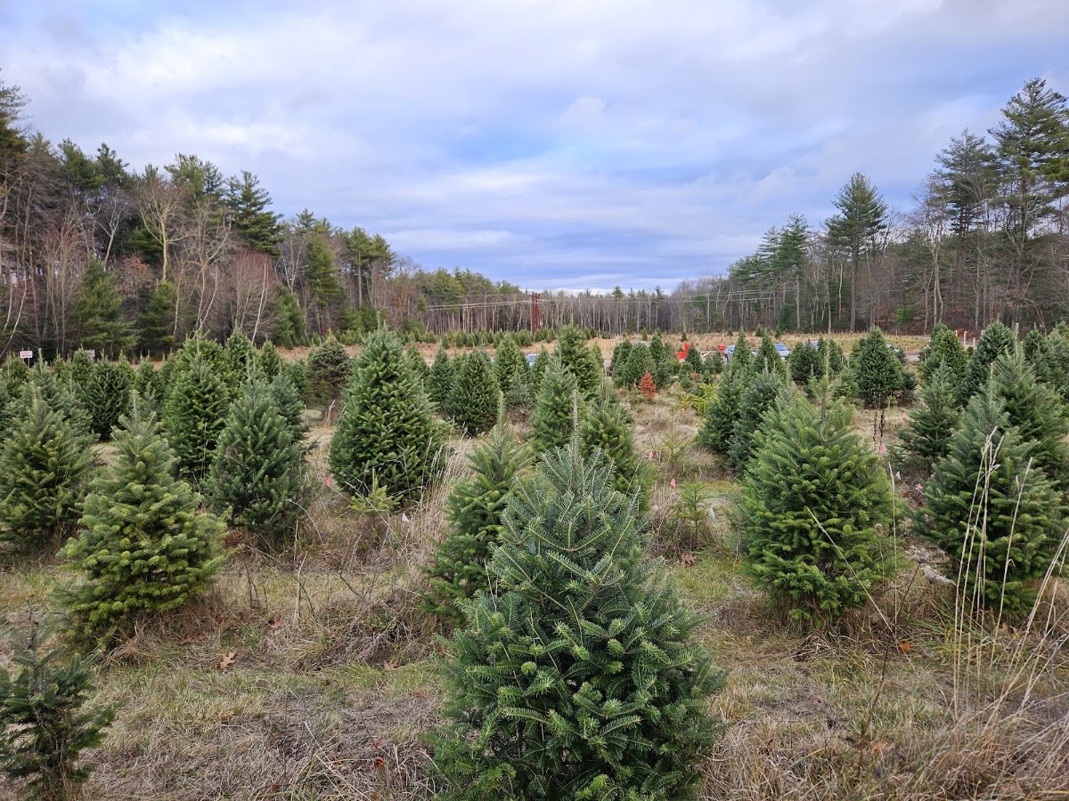 Noel's Tree Farm in Litchfield, New Hampshire