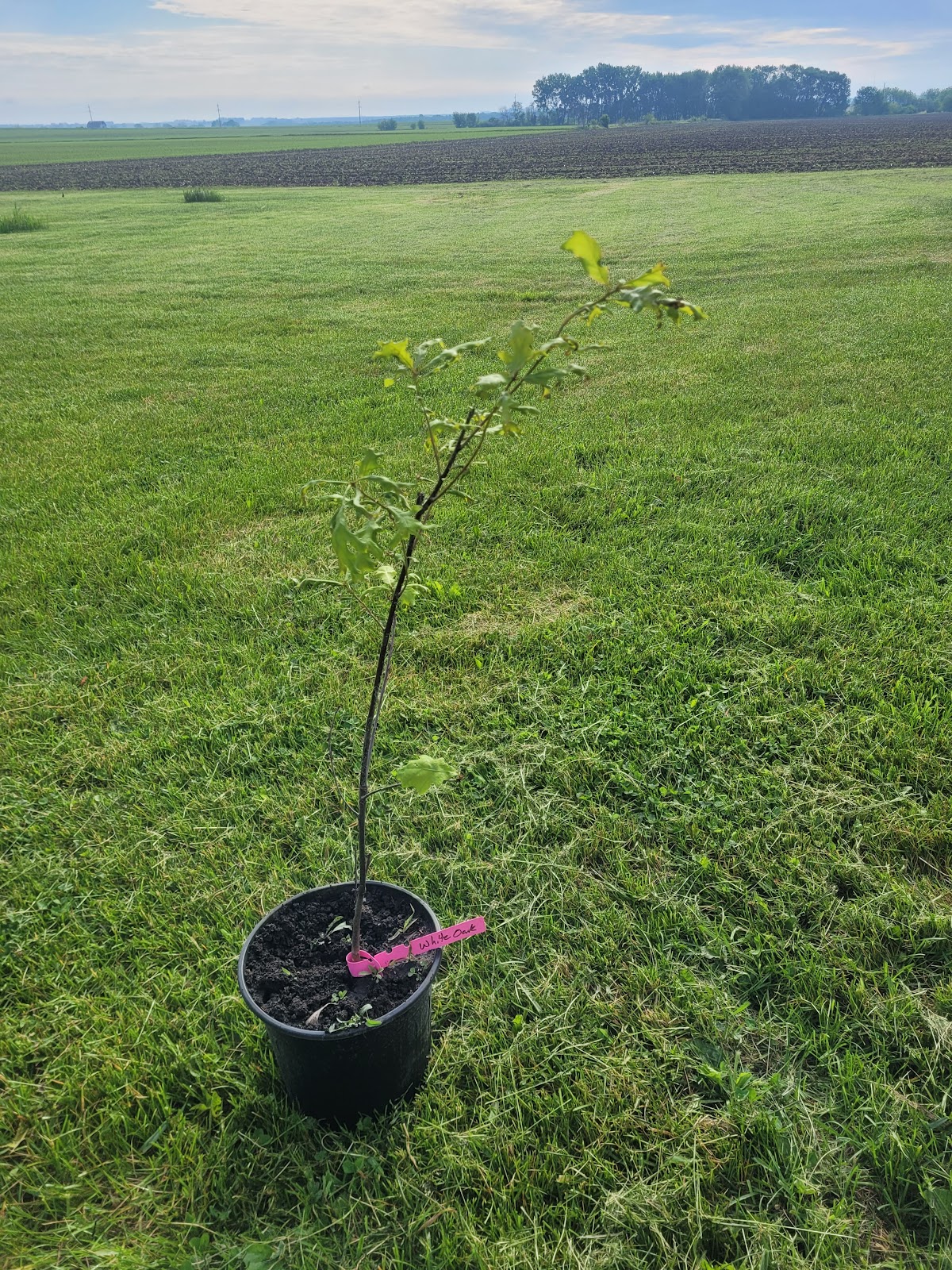 Noel Tree Sales Company in Greene, Iowa