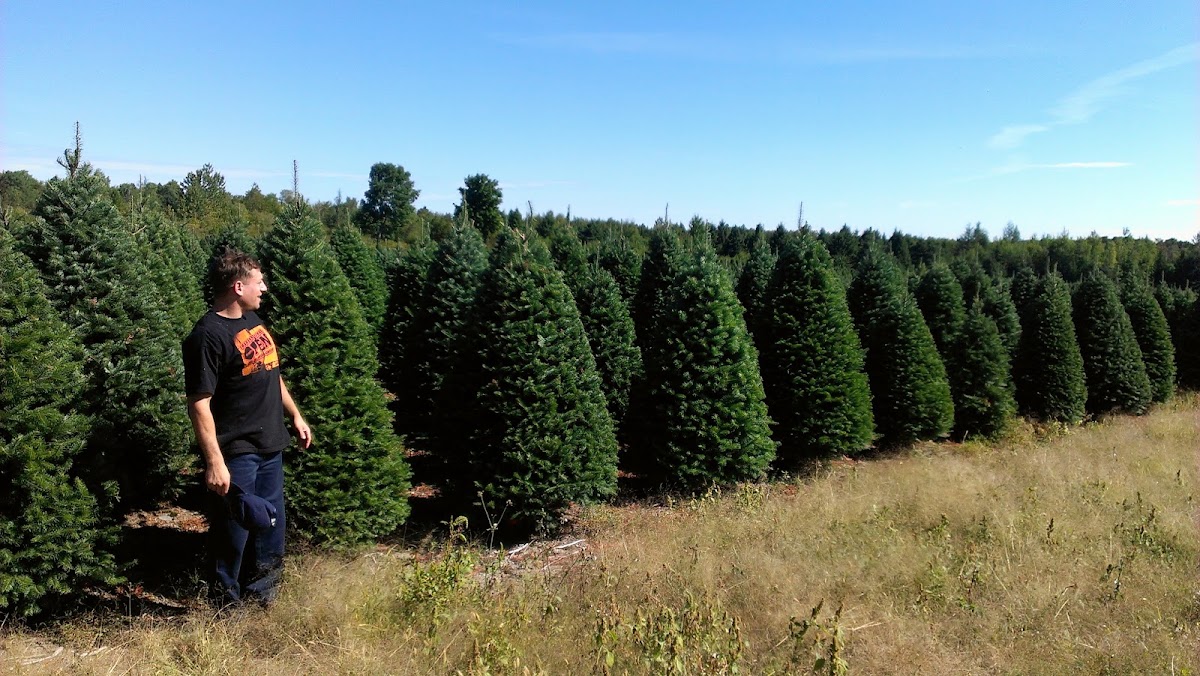 North Pole Xmas Trees in Boston, Massachusetts