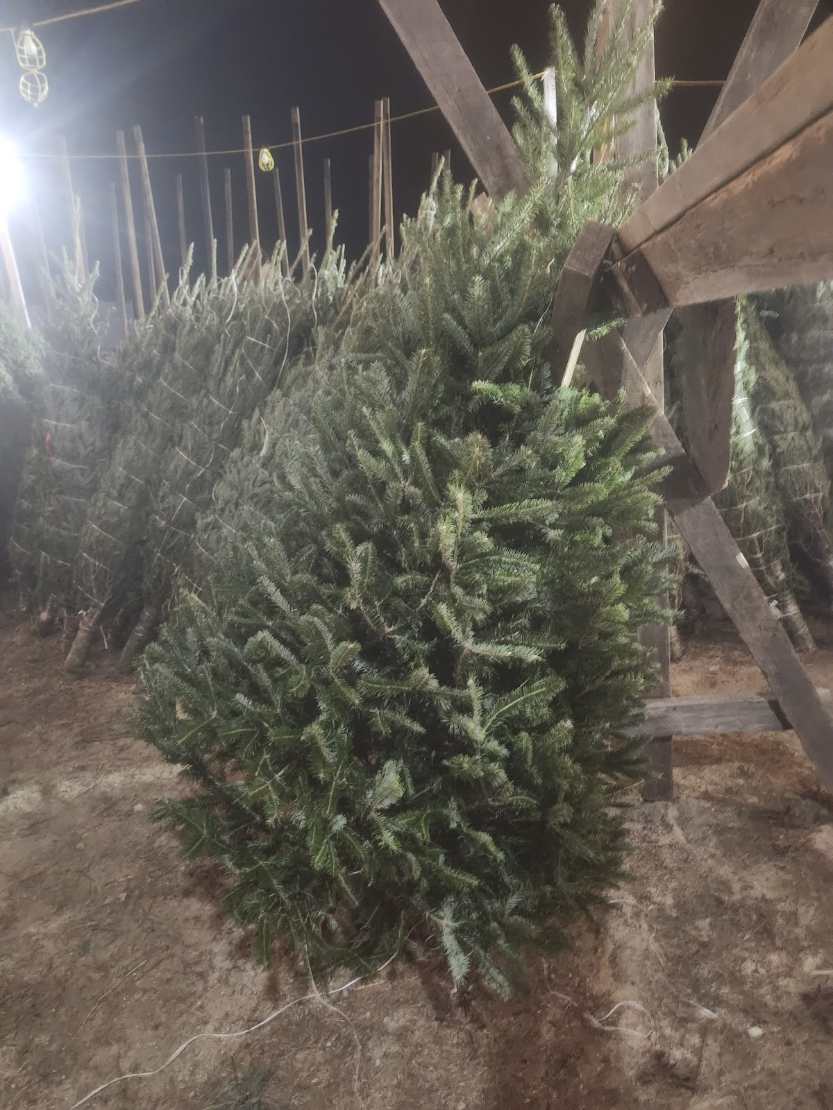 North Pole Xmas Trees in Londonderry, New Hampshire