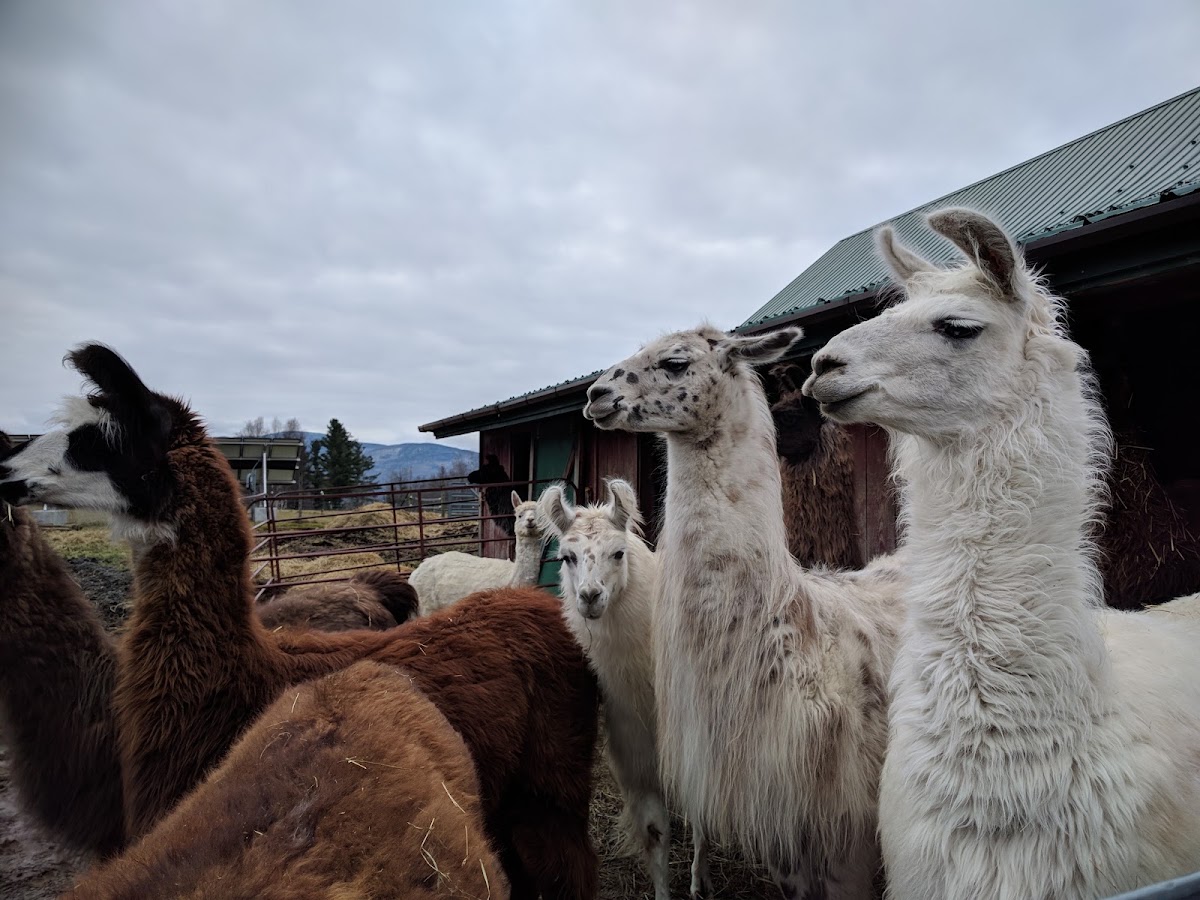 Northern Vermont Llama Co & Christmas Tree Farm in Waterville, Vermont