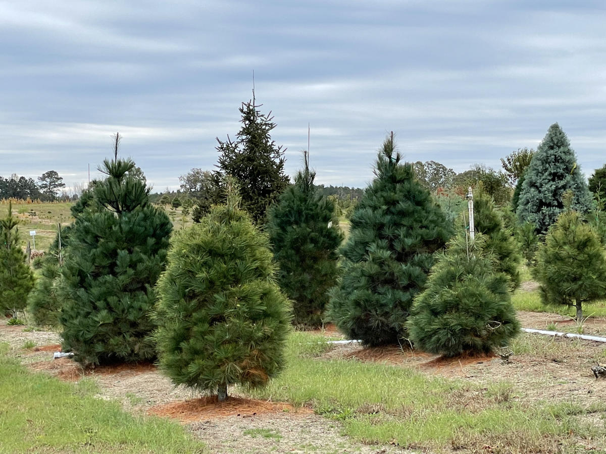 Northlake Christmas Trees & Nursery in Benson, North Carolina