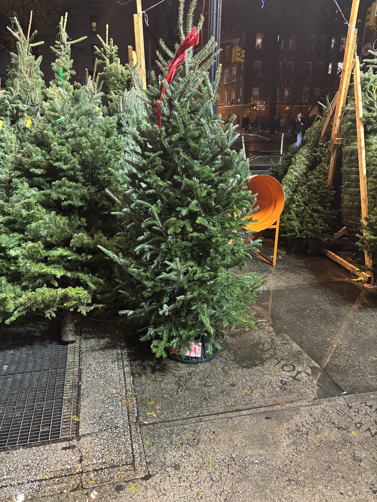 NYC Tree Lady in New York, New York