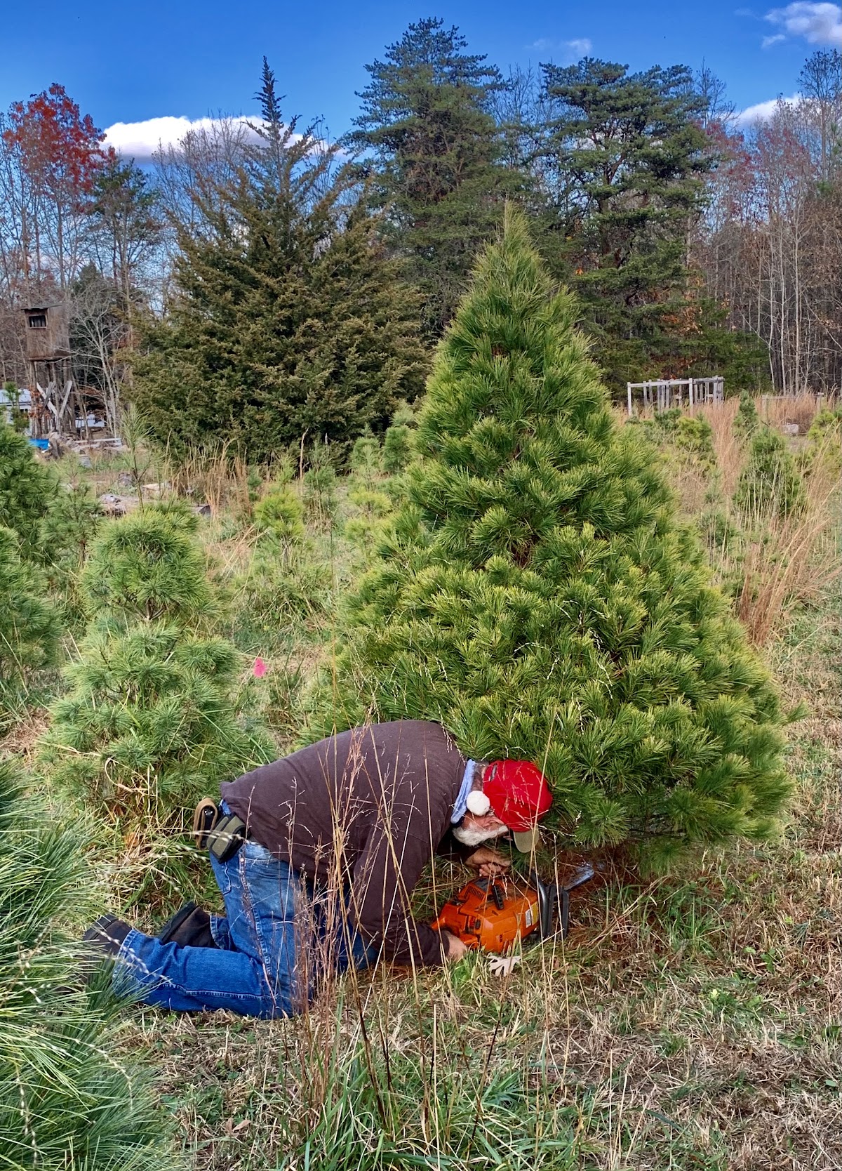 O’Neal’s Christmas Tree Farm in Amelia Court House, Virginia