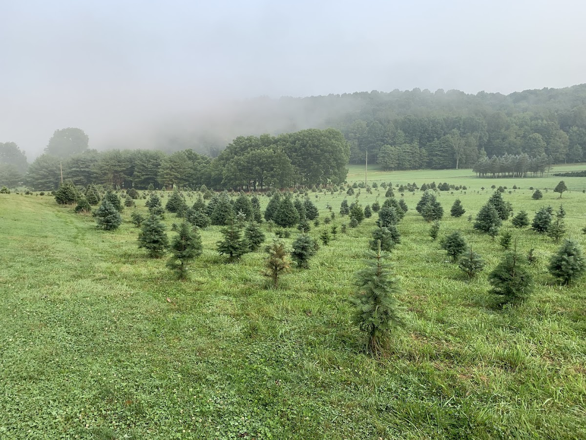 Oak Grove Tree Farm in Dennison, Ohio