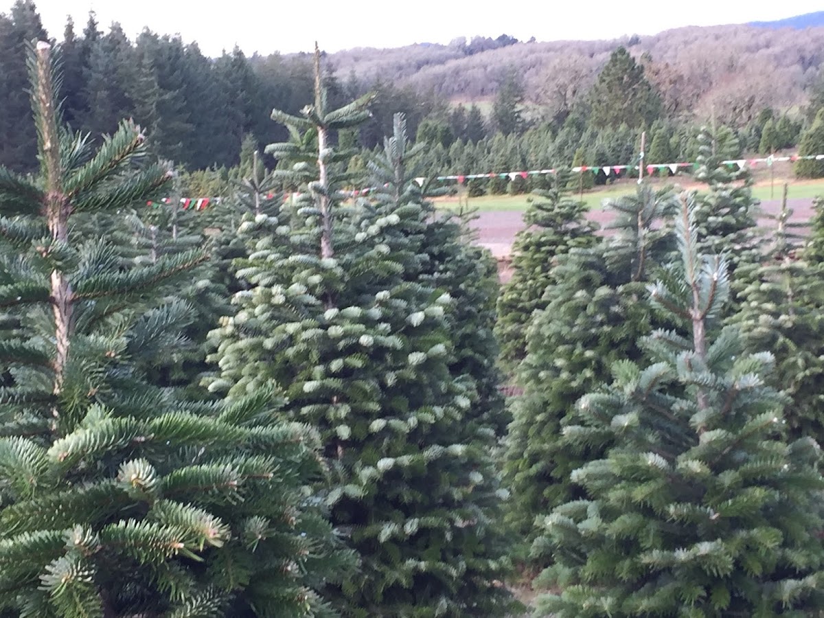 Oak Hill Tree Farm - U-Cut in Yamhill, Oregon