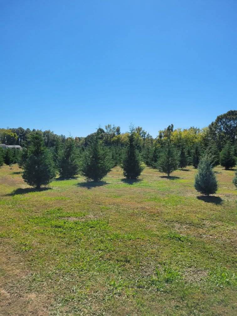 Old Dairy Christmas Tree Farm in Hokes Bluff, Alabama