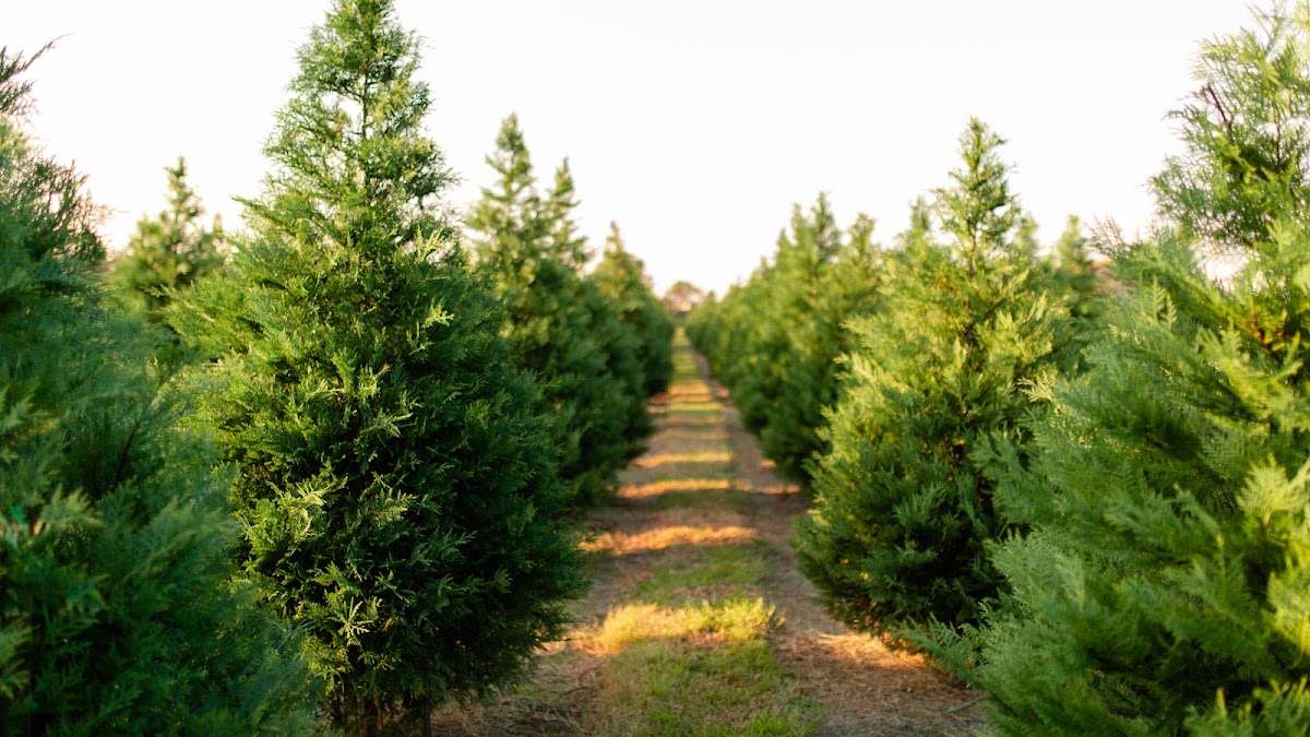 Old Time Christmas Tree Farm in Spring, Texas