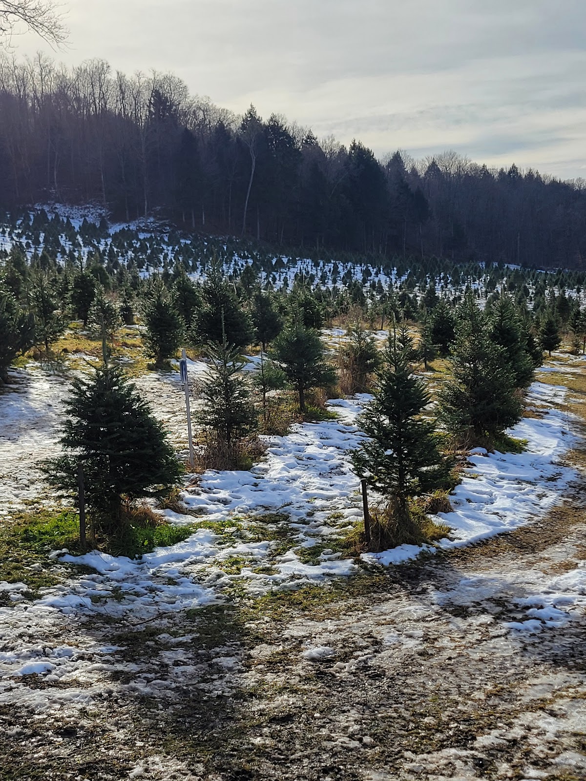 Olney's Christmas Tree Farm in Westernville, New York