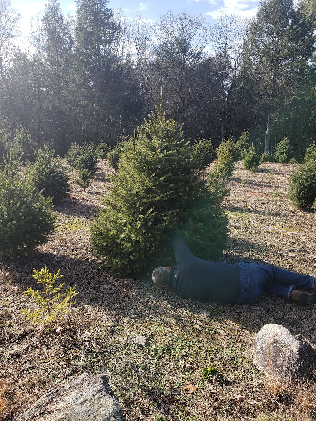 Olsen's Christmas Tree Farm in Voluntown, Connecticut