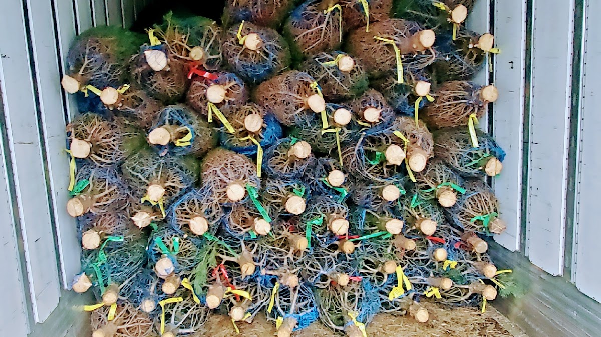 Optimist Charity Christmas Tree Sales in Davenport, Iowa