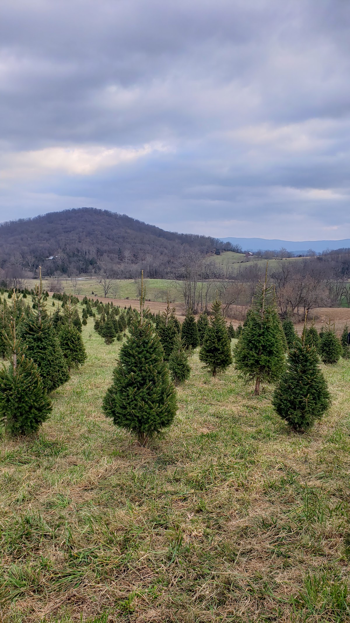 Ostlund Christmas Tree Farm in Singers Glen, Virginia