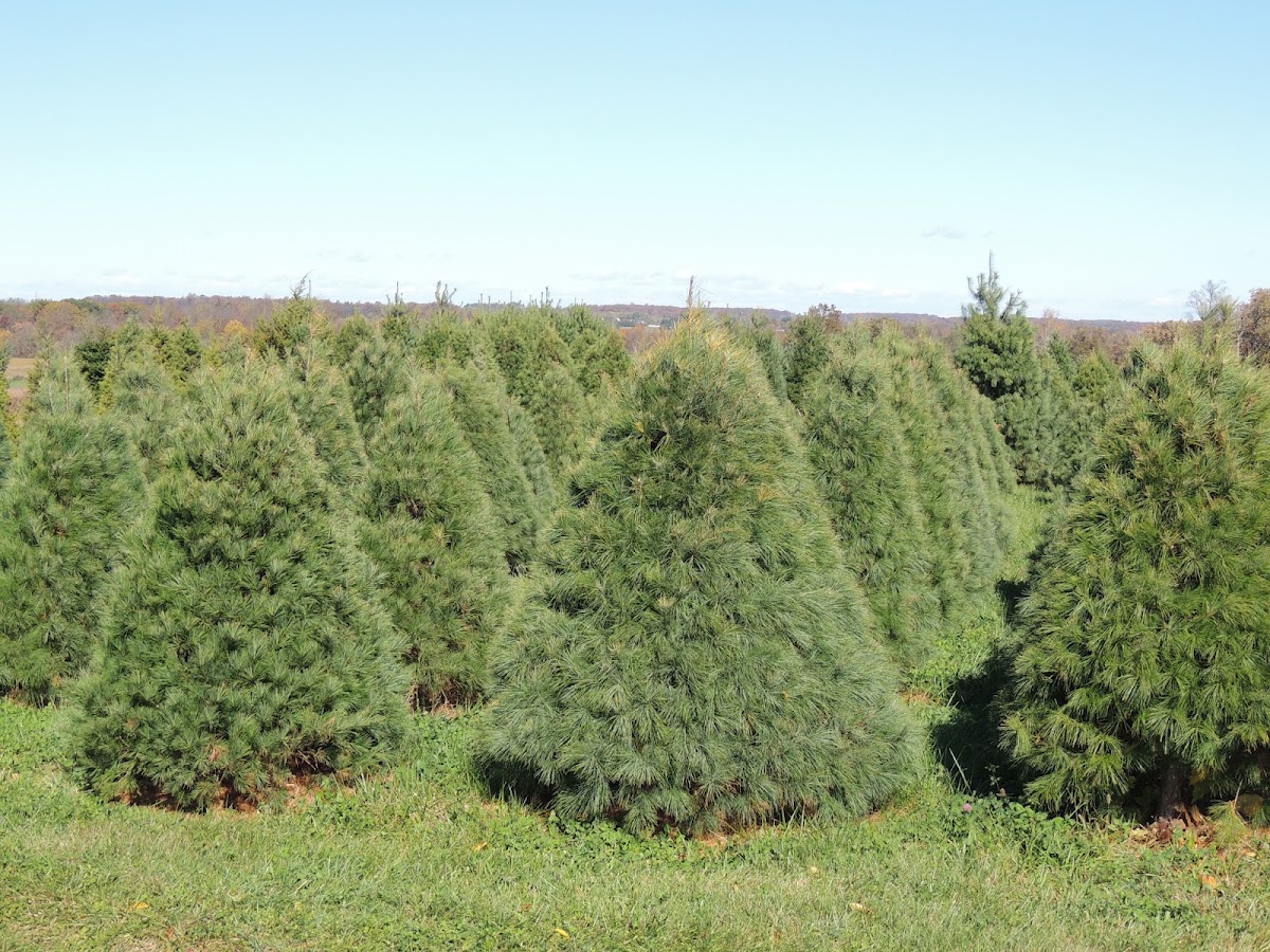 Otterdale View Christmas Tree Farm in Union Bridge, Maryland