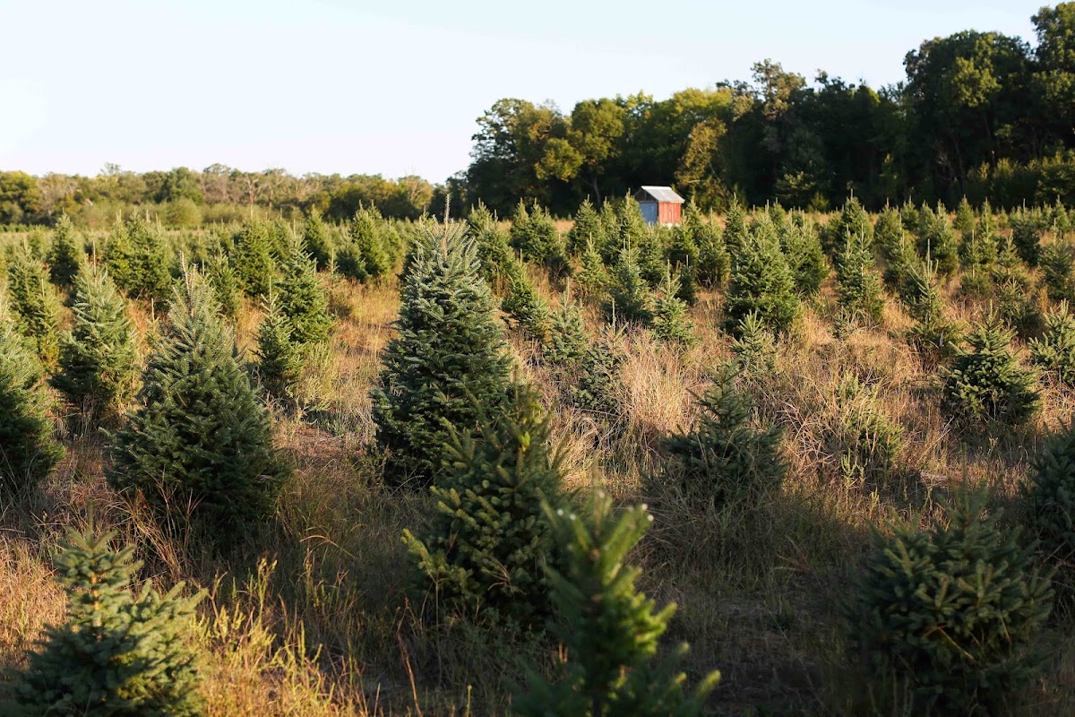 Our Farm Christmas Trees in Oak Grove, Minnesota