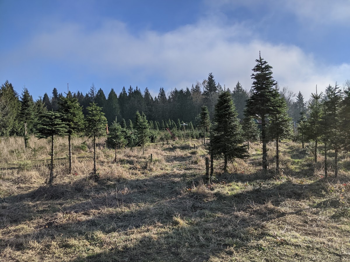 Oxbow Rim Christmas Tree Farm in Gresham, Oregon