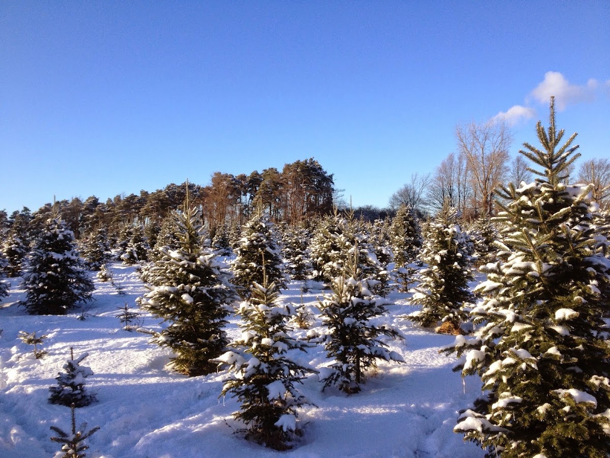 Page's Christmas Trees in Manlius, New York