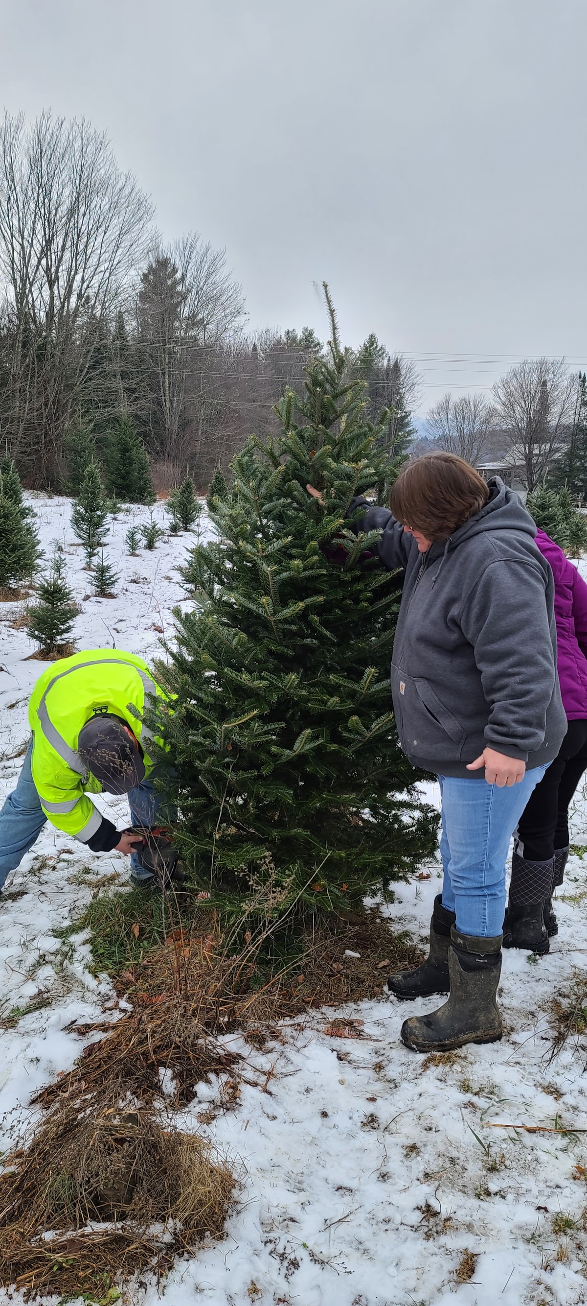 Paine's Christmas Trees in Morristown, Vermont