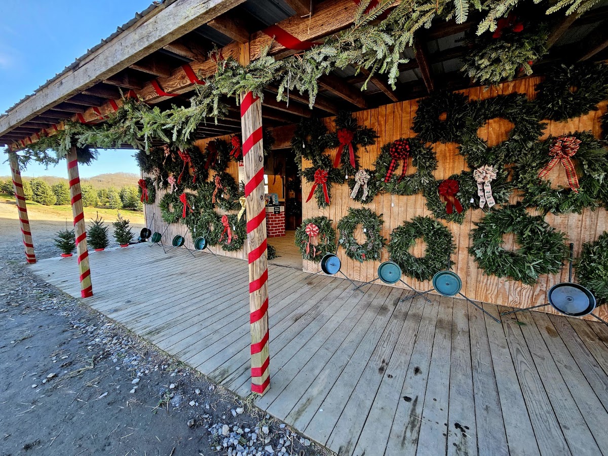 Panoramic View Christmas Tree Farm in Boone, North Carolina