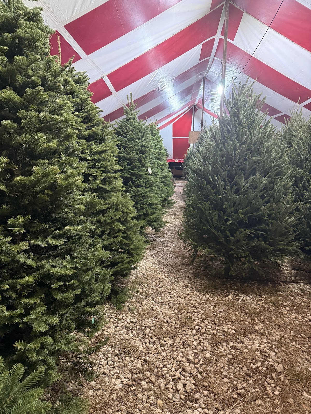 Papa Noel Christmas Trees BeeCave in Austin, Texas