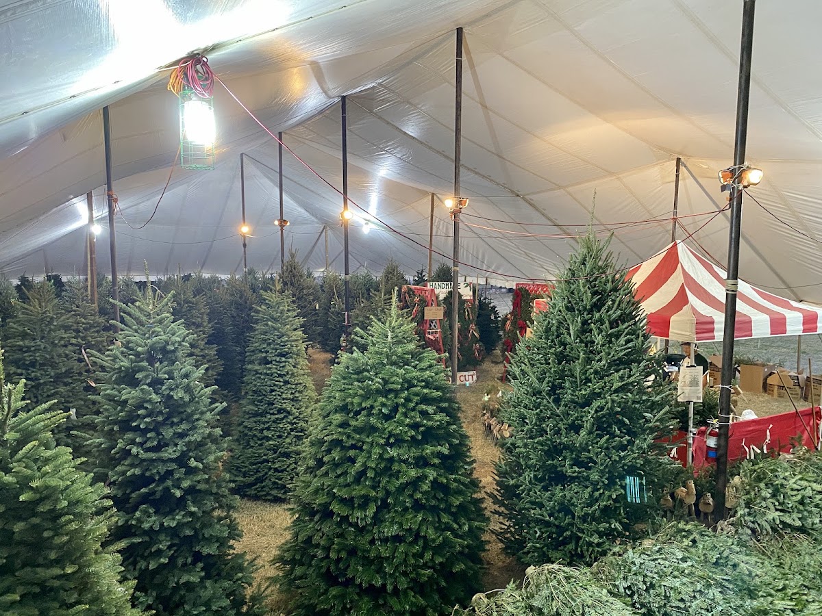 Papa Noel Trees 360 South in Austin, Texas