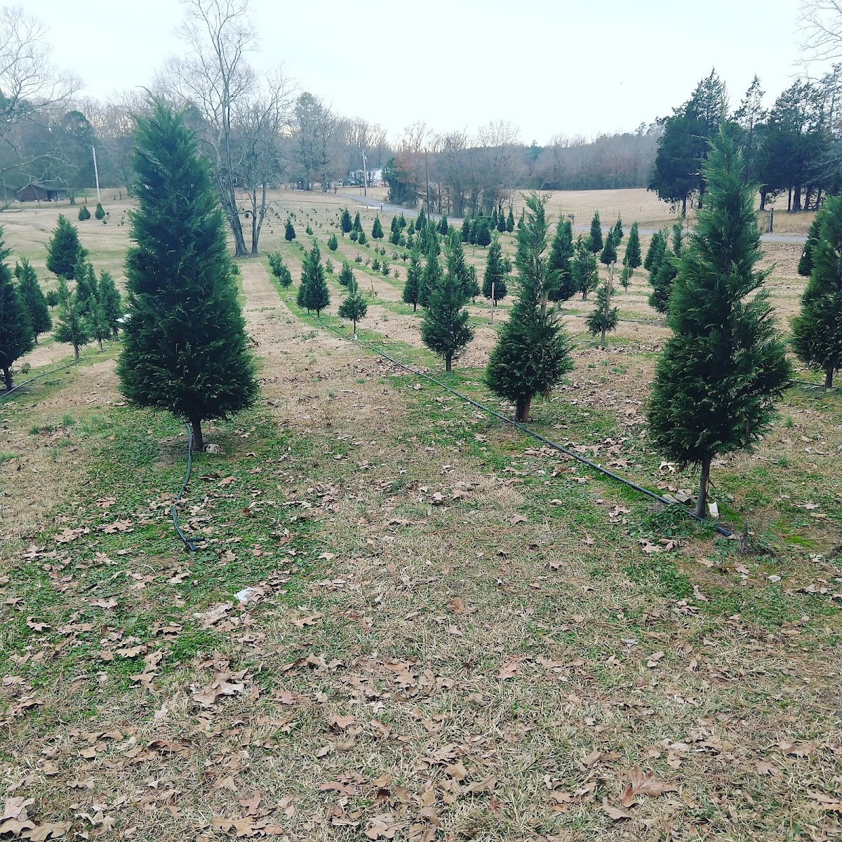 Papa Santa's Christmas Tree Farm in Benton, Arkansas