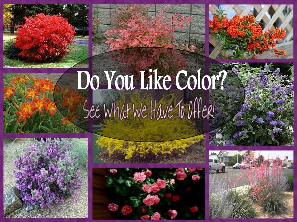 Parkland Tree Farm & Nursery in Douglas, Arizona