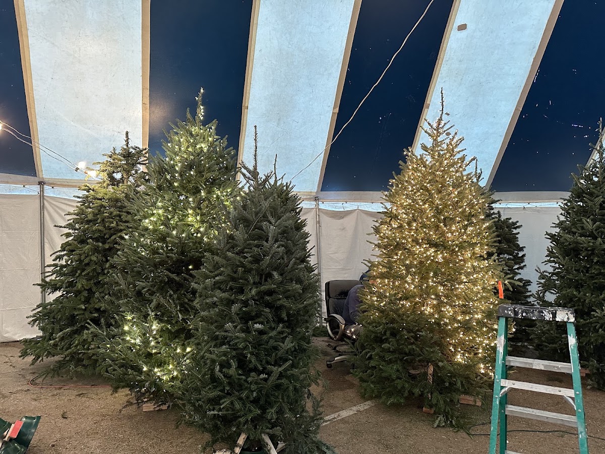Patton’s Christmas Trees in Dallas, Texas