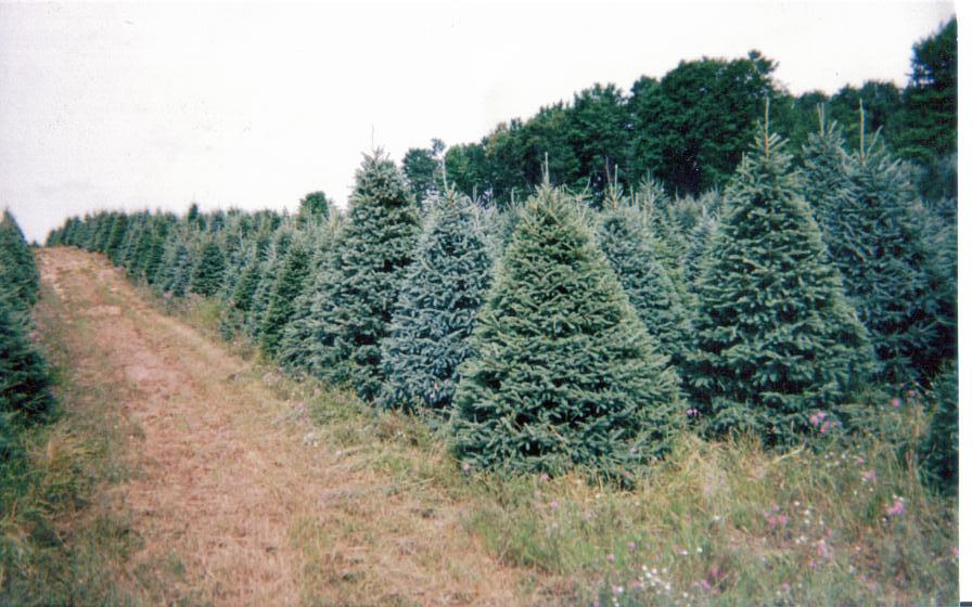 Paul LaTorre's Christmas Tree Lot in Madison Heights, Michigan