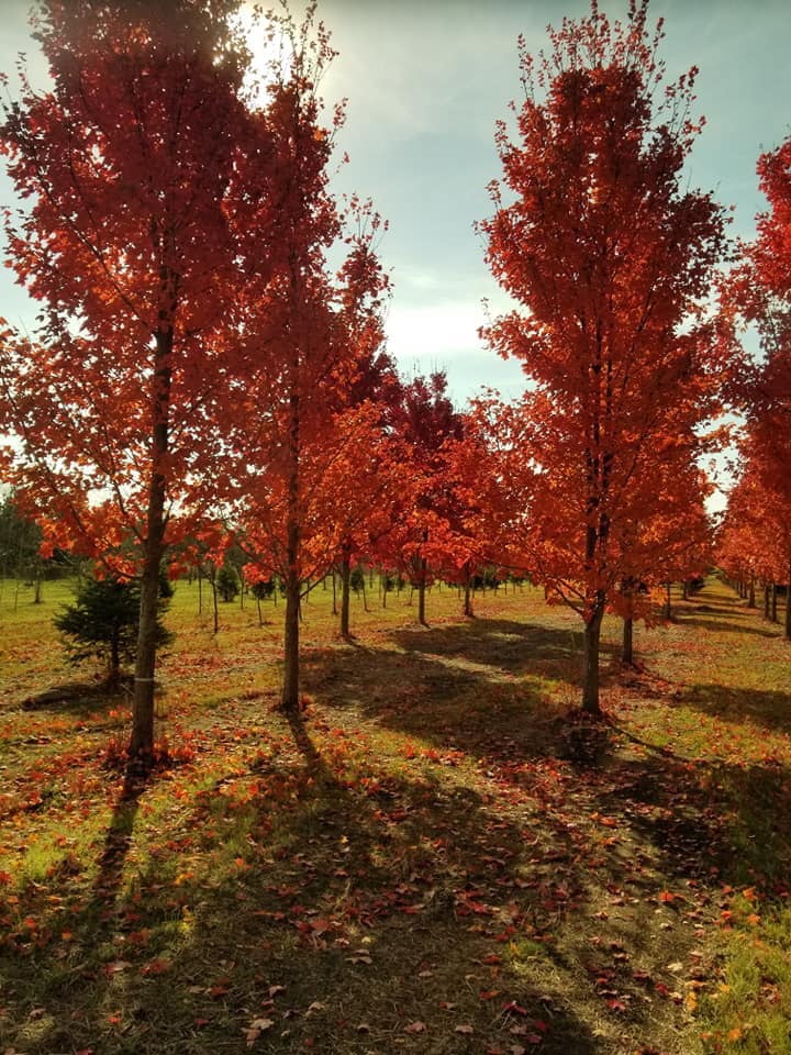 Paul Tree Farms in Pleasant Plains, Illinois
