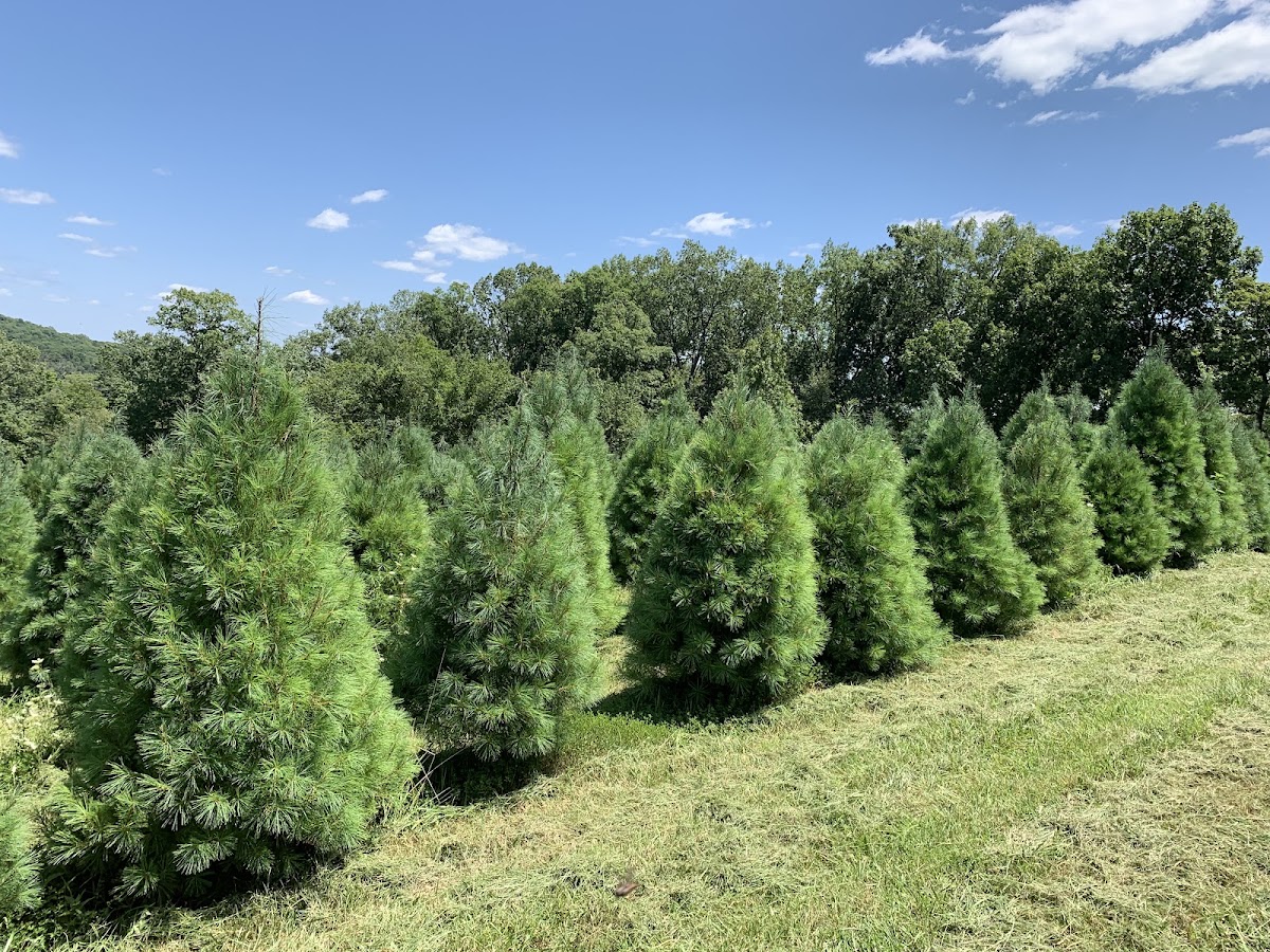 Pea Ridge Forest in Hermann, Missouri