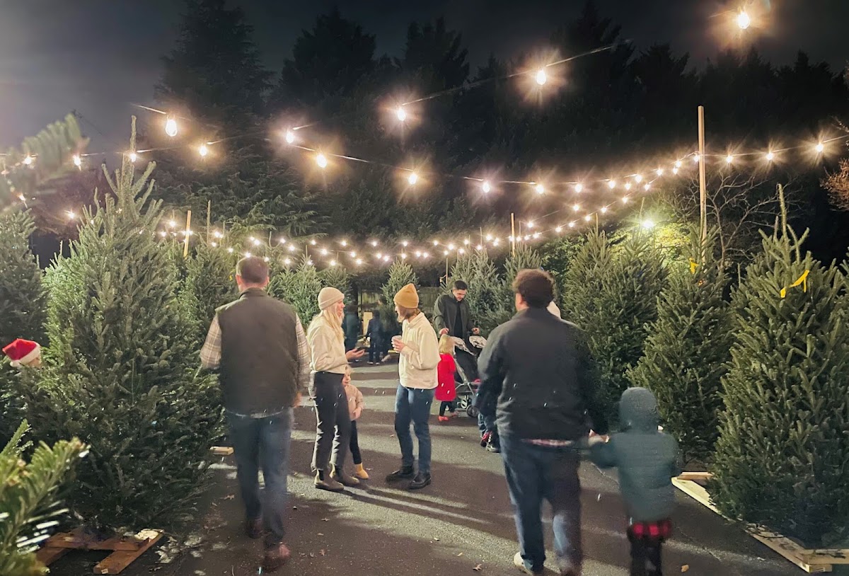 Peace Christmas Trees in Marietta, Georgia