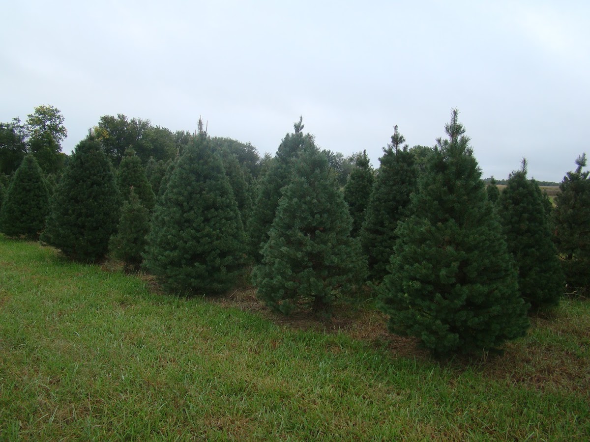 Peaceful Pines Christmas Tree Farm in Walton, Kansas