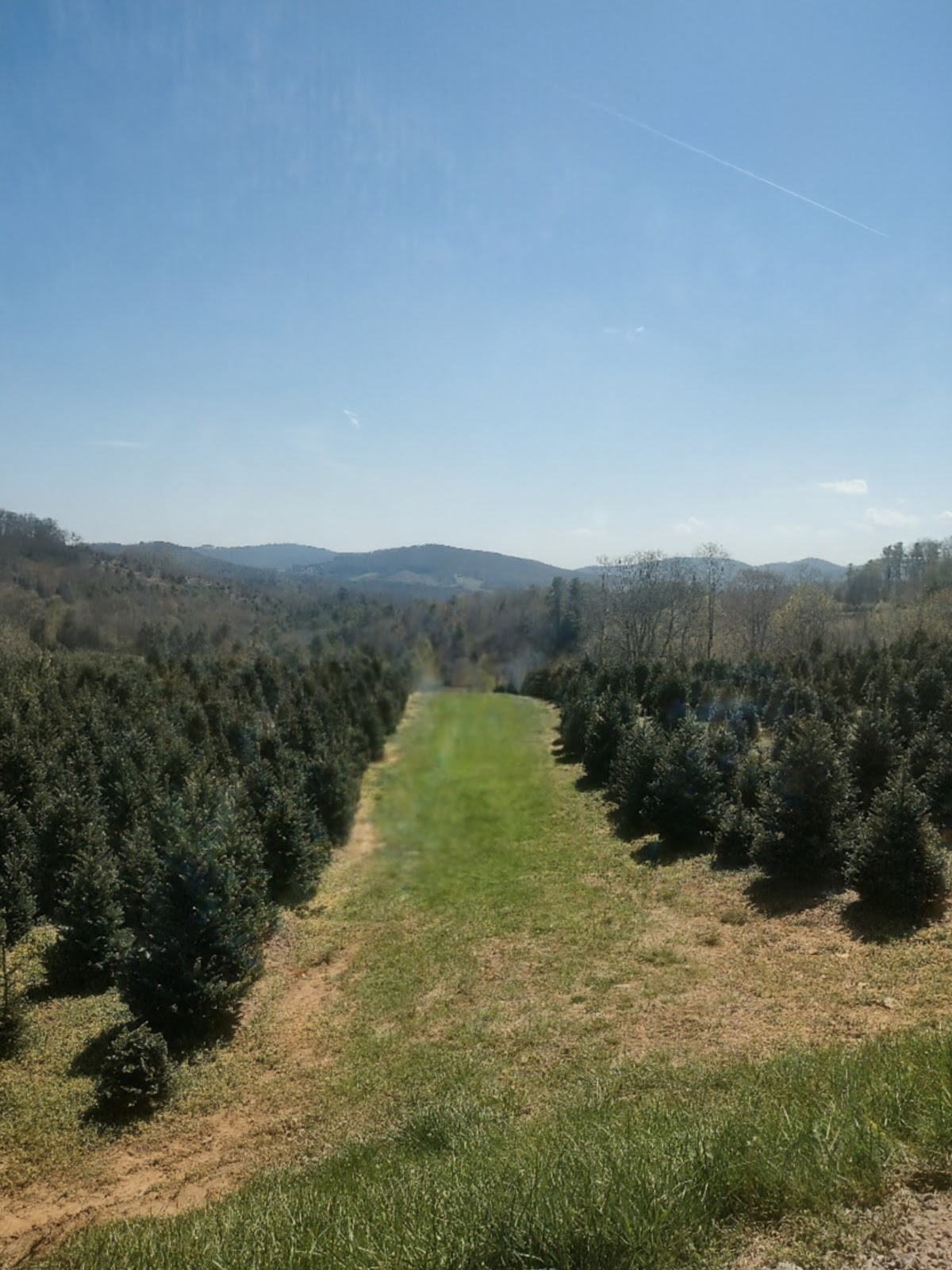 Peach Bottom Christmas Tree Farm in Laurel Springs, North Carolina