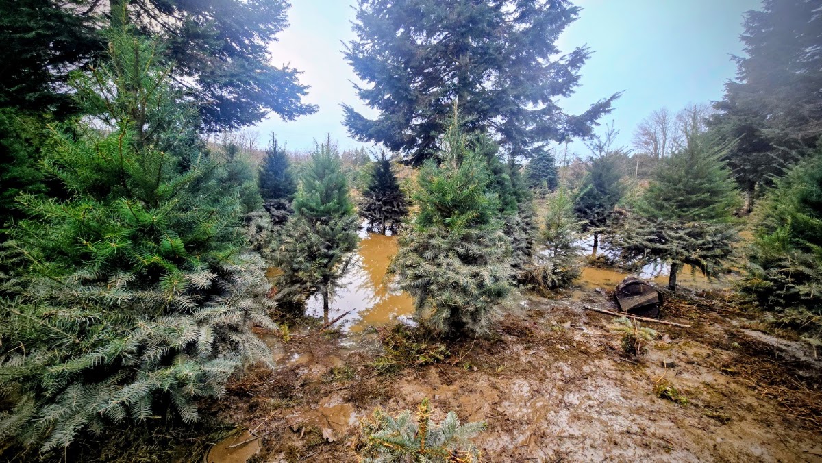 Pederson's Christmas Tree Farm in Deming, Washington