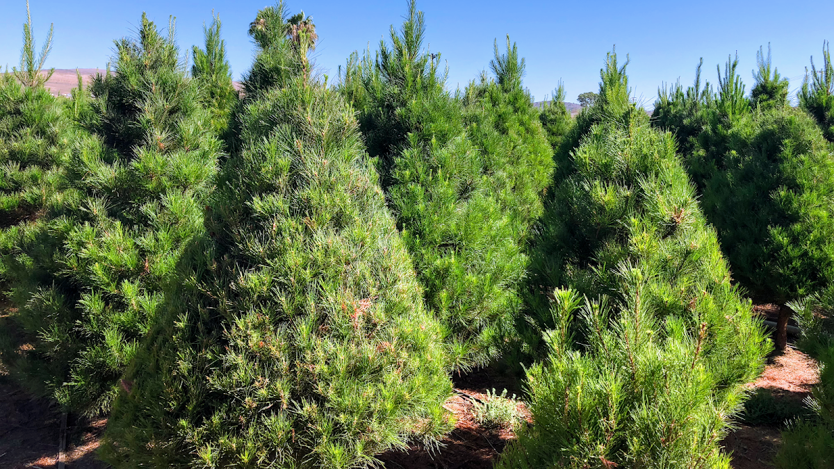 Peltzer Pines Christmas Tree Farm in Silverado, California