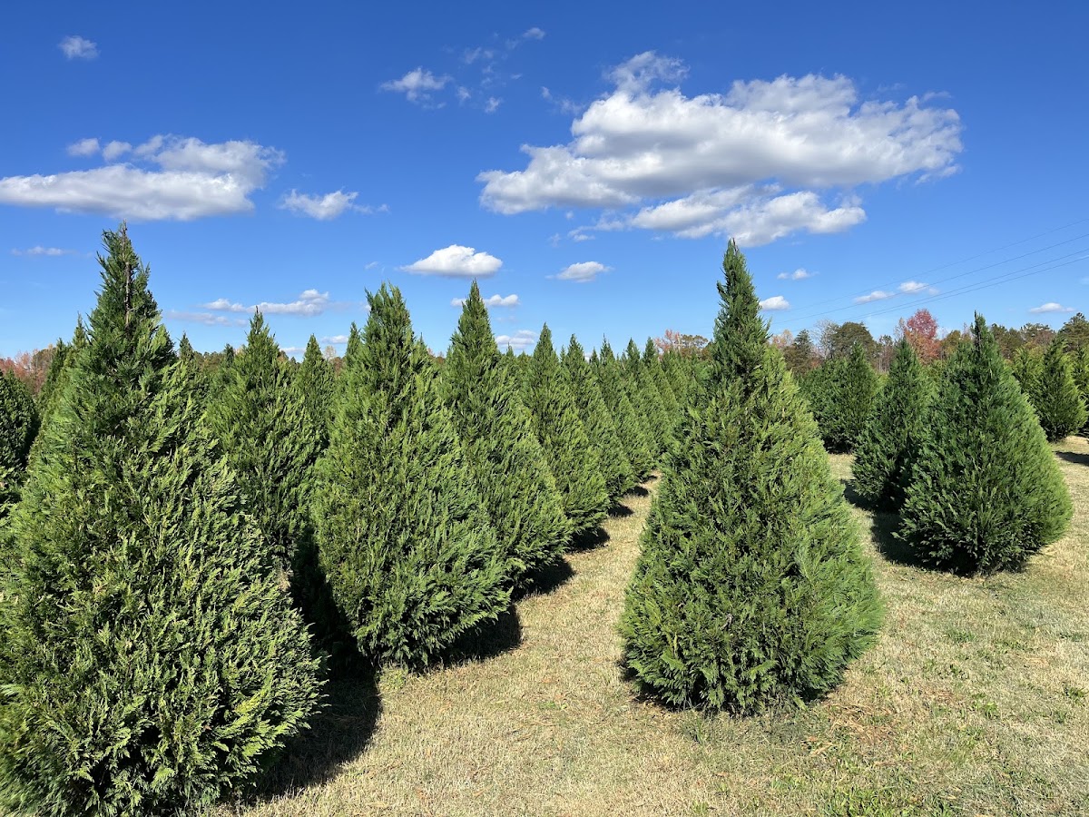 Penland Christmas Tree Farm in York, South Carolina